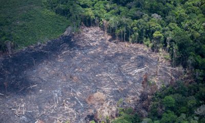 desmatamento-na-amazonia-cai-1