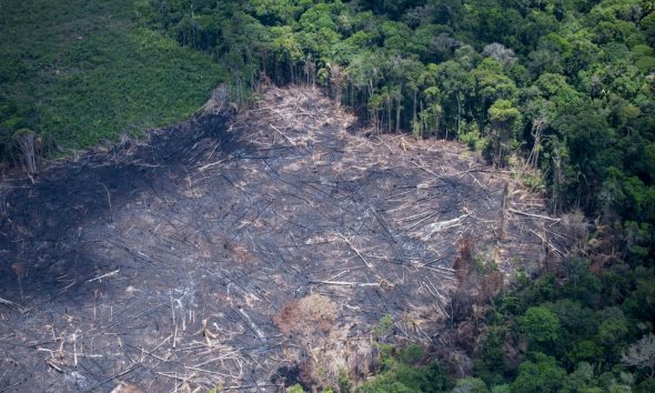 desmatamento-na-amazonia-cai-1