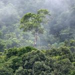 desmatamento-na-amazonia-cai-p