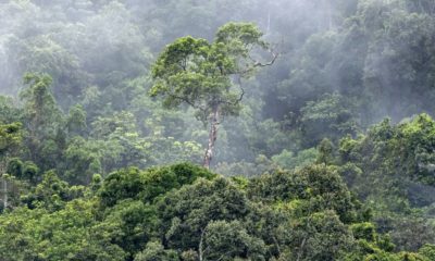 desmatamento-na-amazonia-cai-p