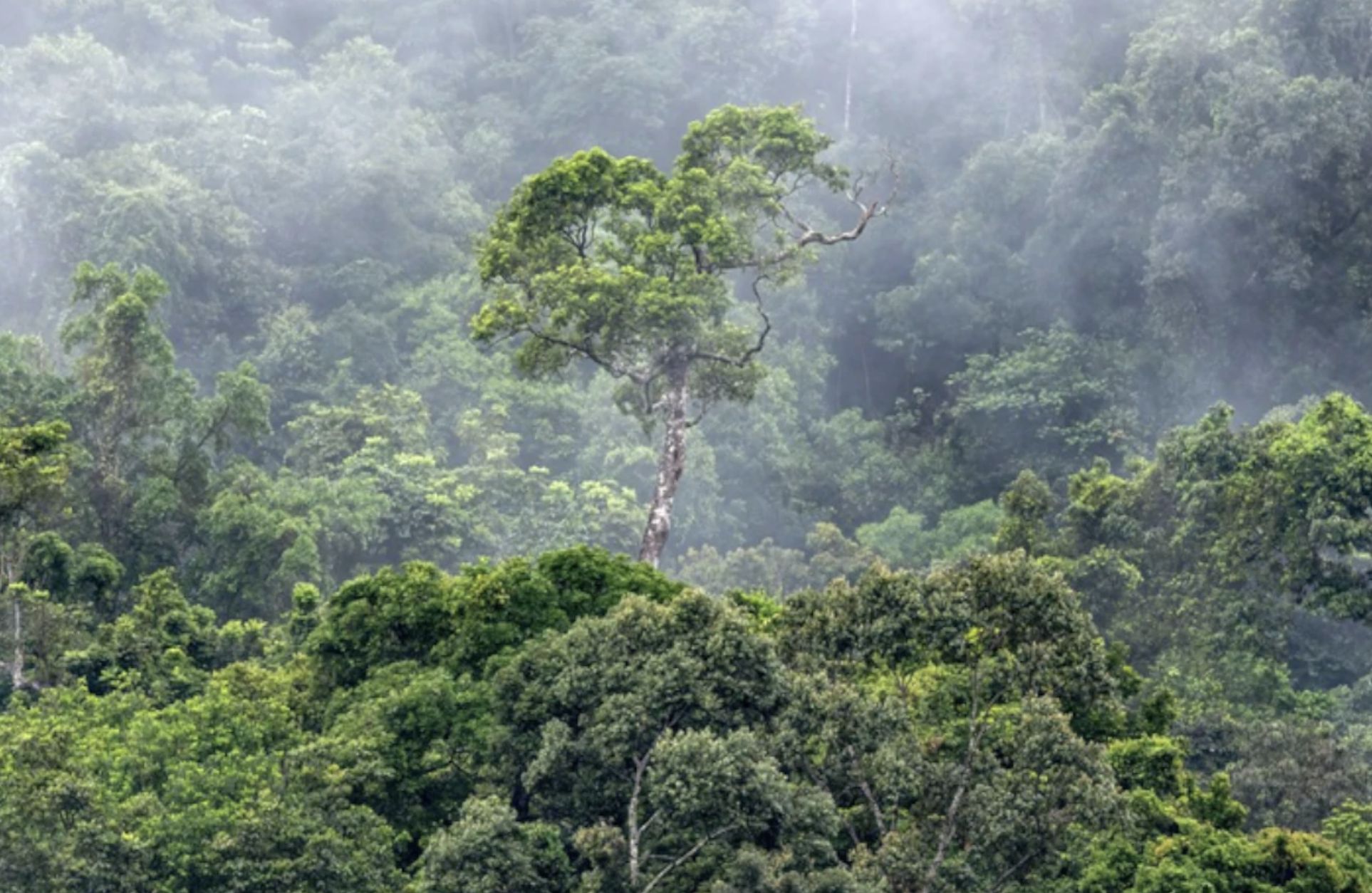 desmatamento-na-amazonia-cai-p