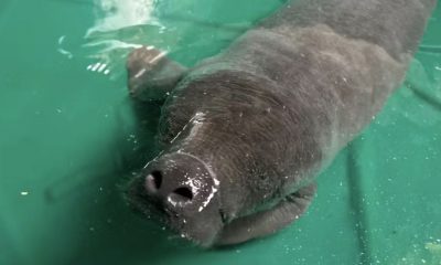 filhote-de-peixe-boi-e-resgata