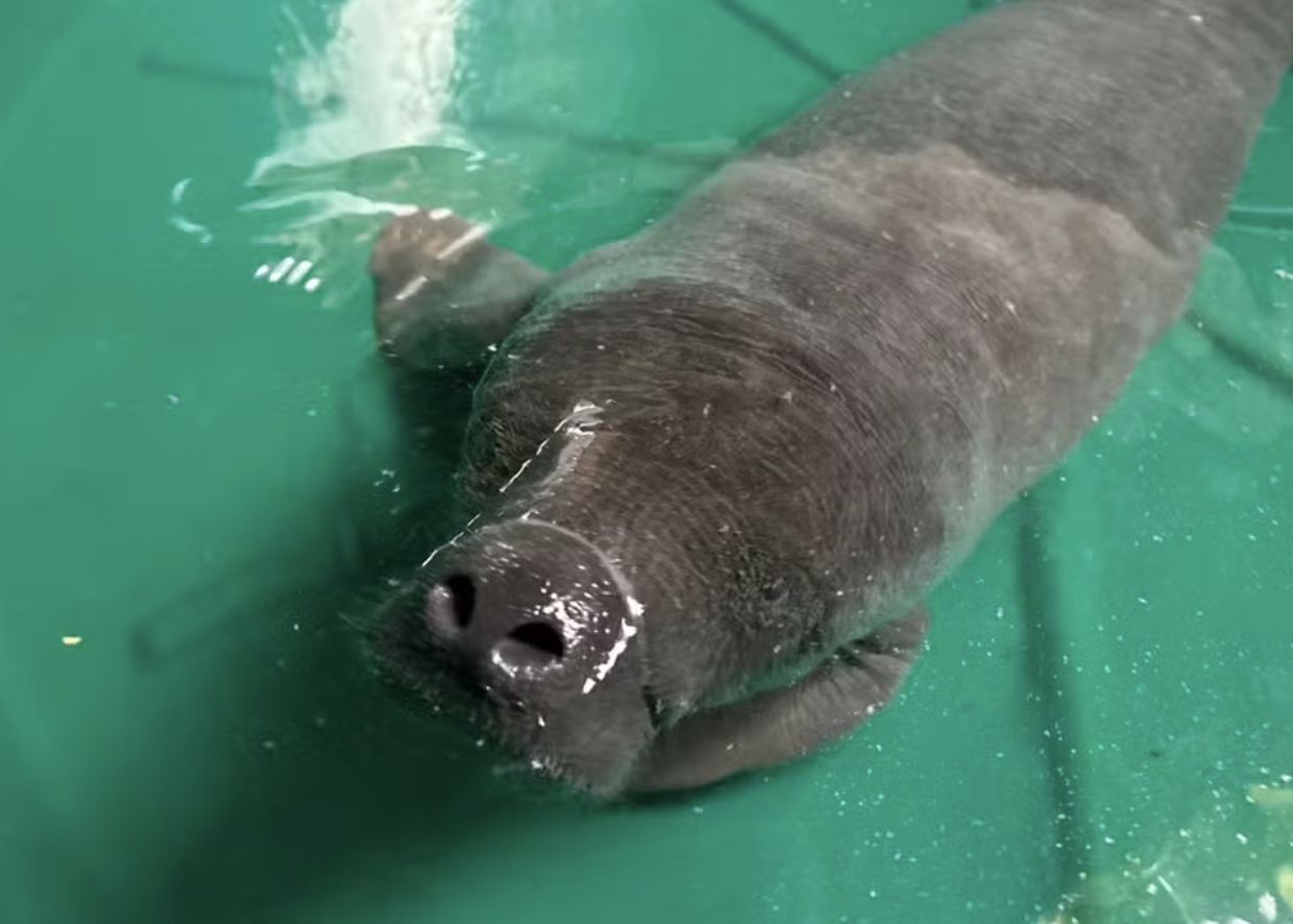 filhote-de-peixe-boi-e-resgata