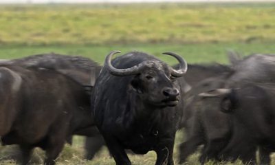 justica-federal-autoriza-retom