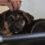 lei-define-guarda-compartilhad