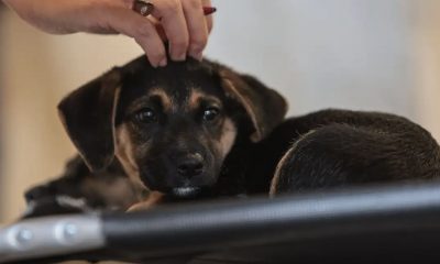 lei-define-guarda-compartilhad