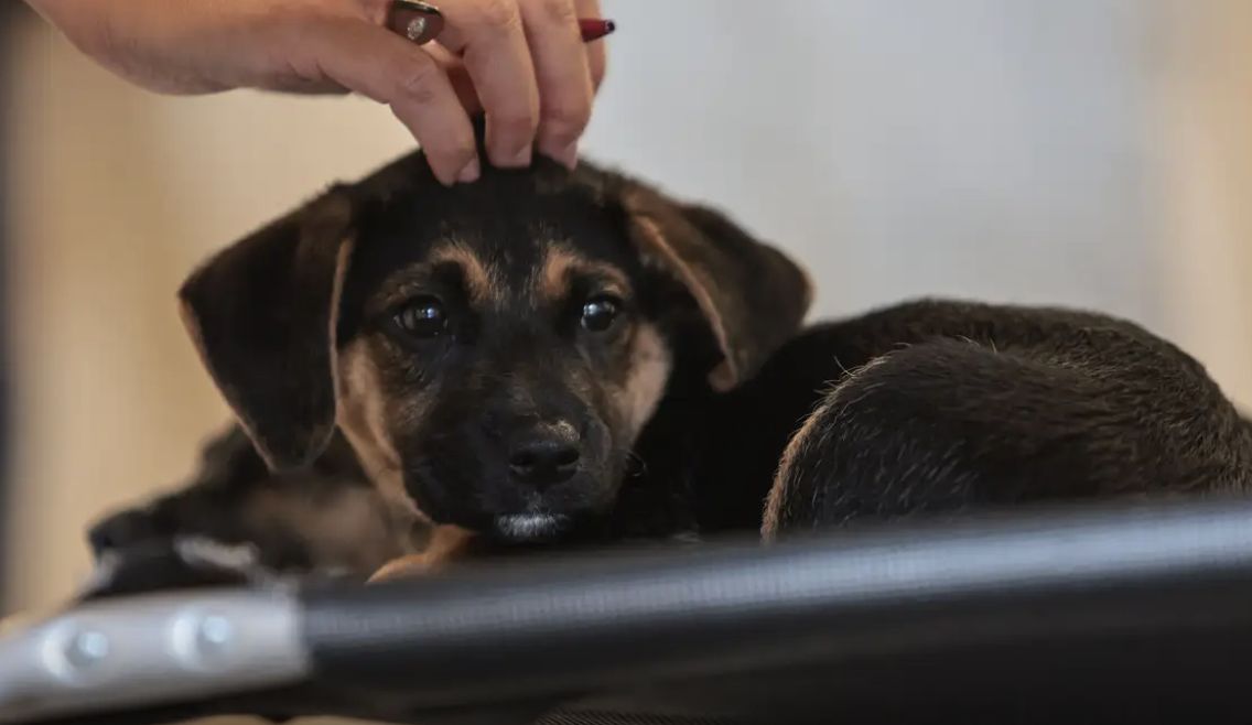 lei-define-guarda-compartilhad