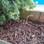 manaus-pm-resgata-cobra-jiboia