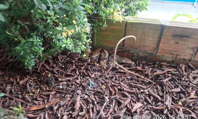 manaus-pm-resgata-cobra-jiboia