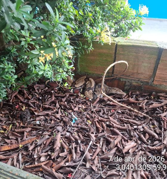 manaus-pm-resgata-cobra-jiboia