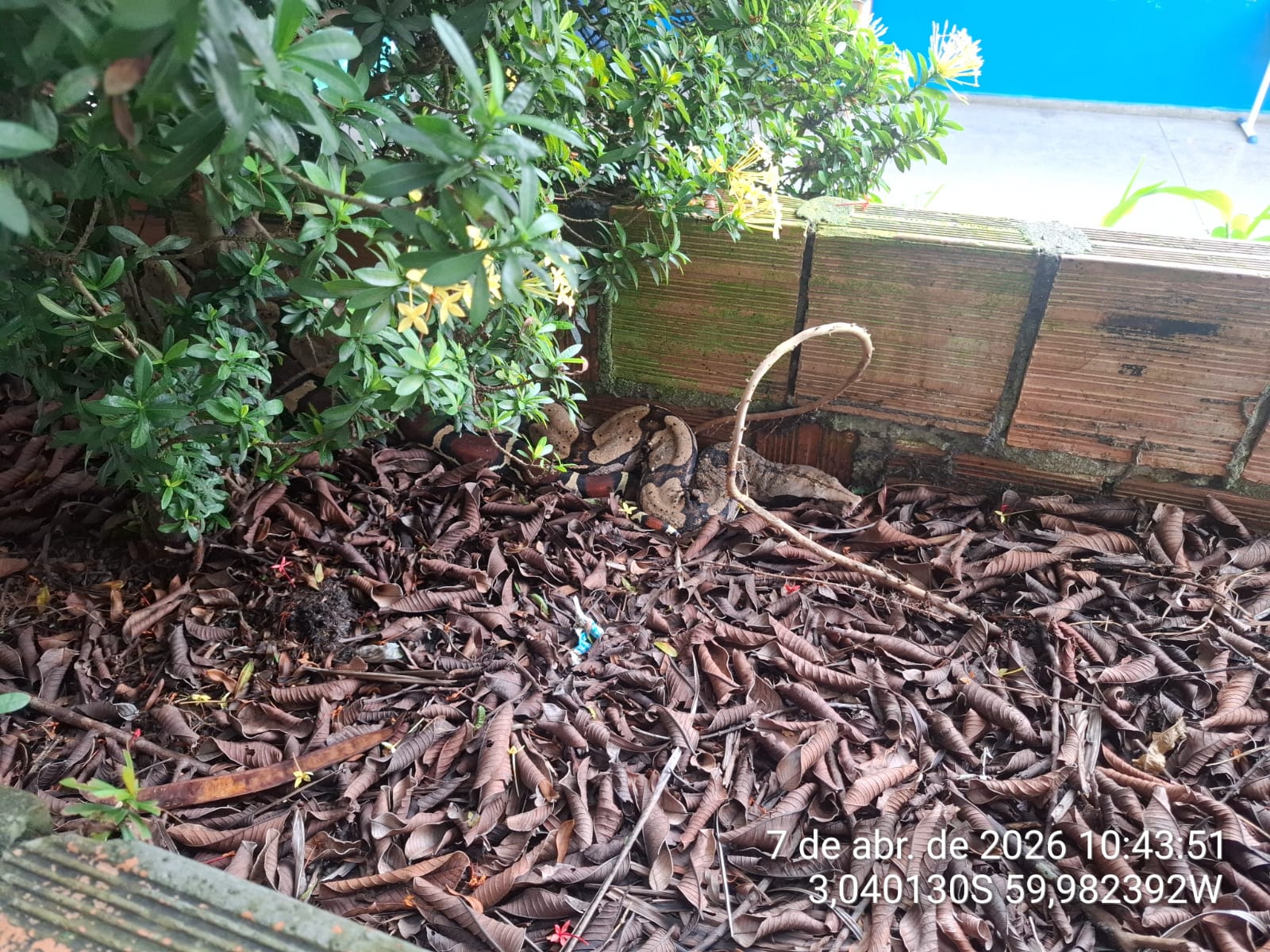 manaus-pm-resgata-cobra-jiboia