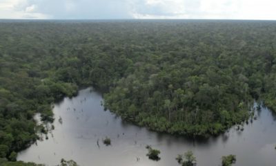 primeira-concessao-florestal-e