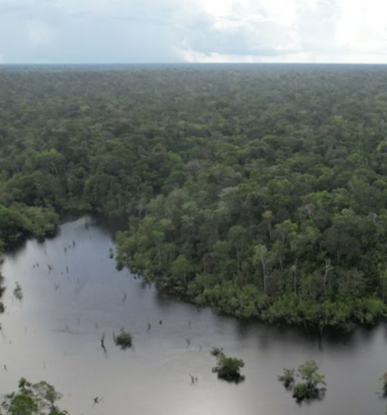 primeira-concessao-florestal-e