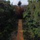 amazonia-tem-quase-tres-mil-pi