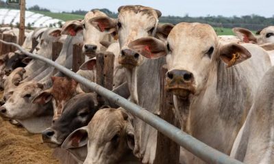 china-retoma-compra-de-carne-b