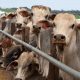 china-retoma-compra-de-carne-b