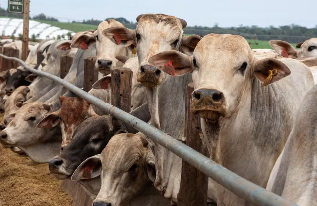 china-retoma-compra-de-carne-b