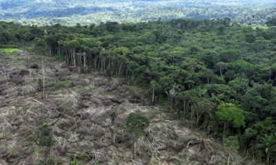 desmatamento-da-amazonia-caiu-