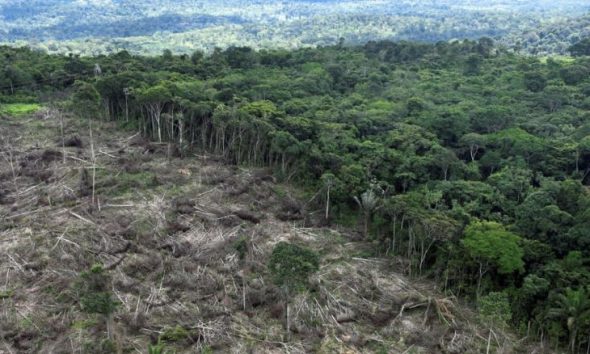 desmatamento-da-amazonia-caiu-