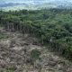desmatamento-da-amazonia-caiu-