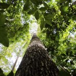no-amazonas-juizado-condena-em
