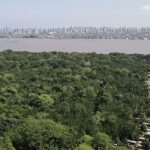 amazonia-recupera-superficie-d