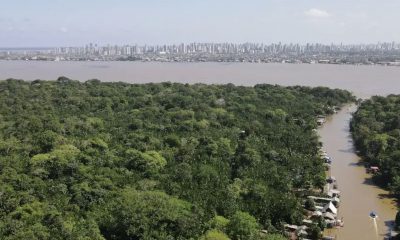 amazonia-recupera-superficie-d