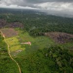 desmatamento-na-amazonia-cai-6