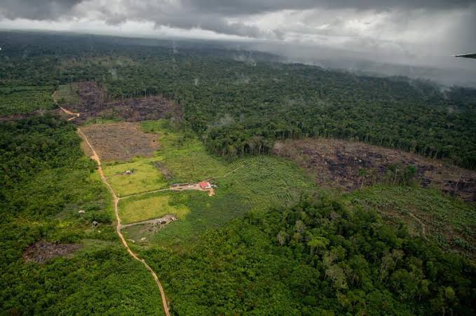 desmatamento-na-amazonia-cai-6