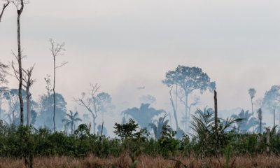 ibama-inicia-operacao-para-pre