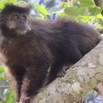 macacos-da-amazonia-contraem-h
