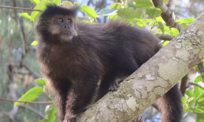 macacos-da-amazonia-contraem-h