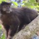 macacos-da-amazonia-contraem-h
