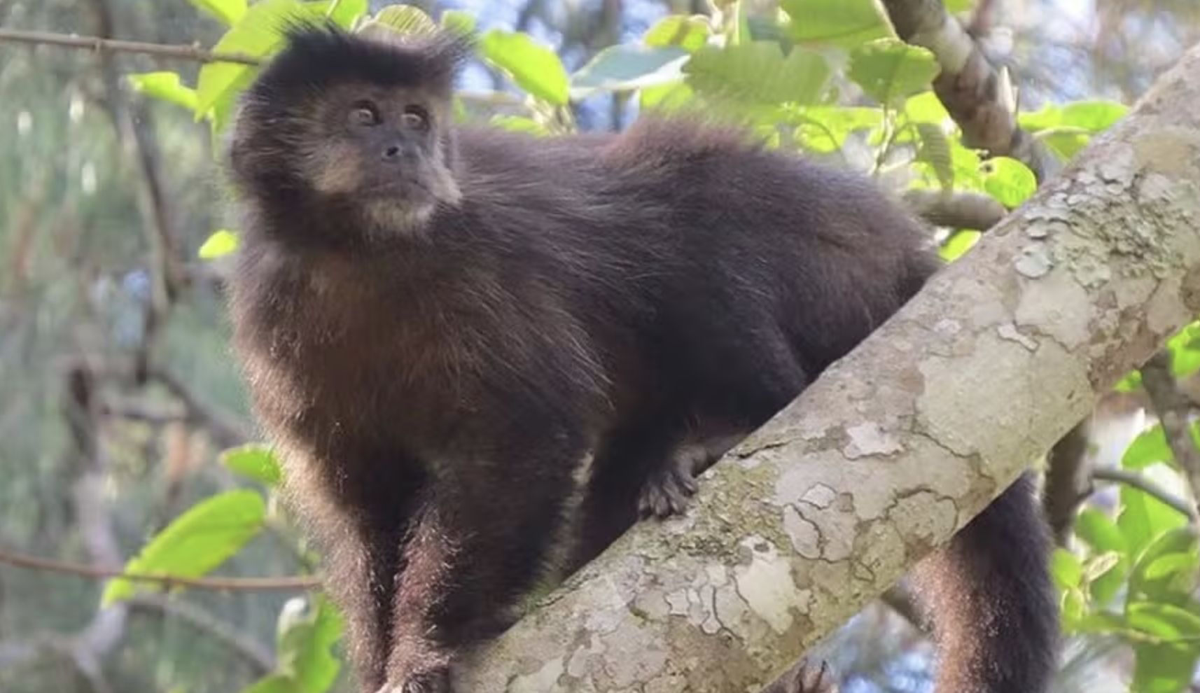 macacos-da-amazonia-contraem-h