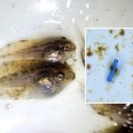 microplasticos-sao-encontrados