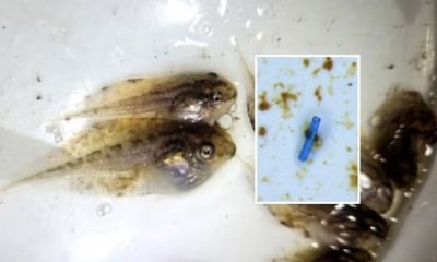 microplasticos-sao-encontrados