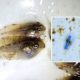 microplasticos-sao-encontrados