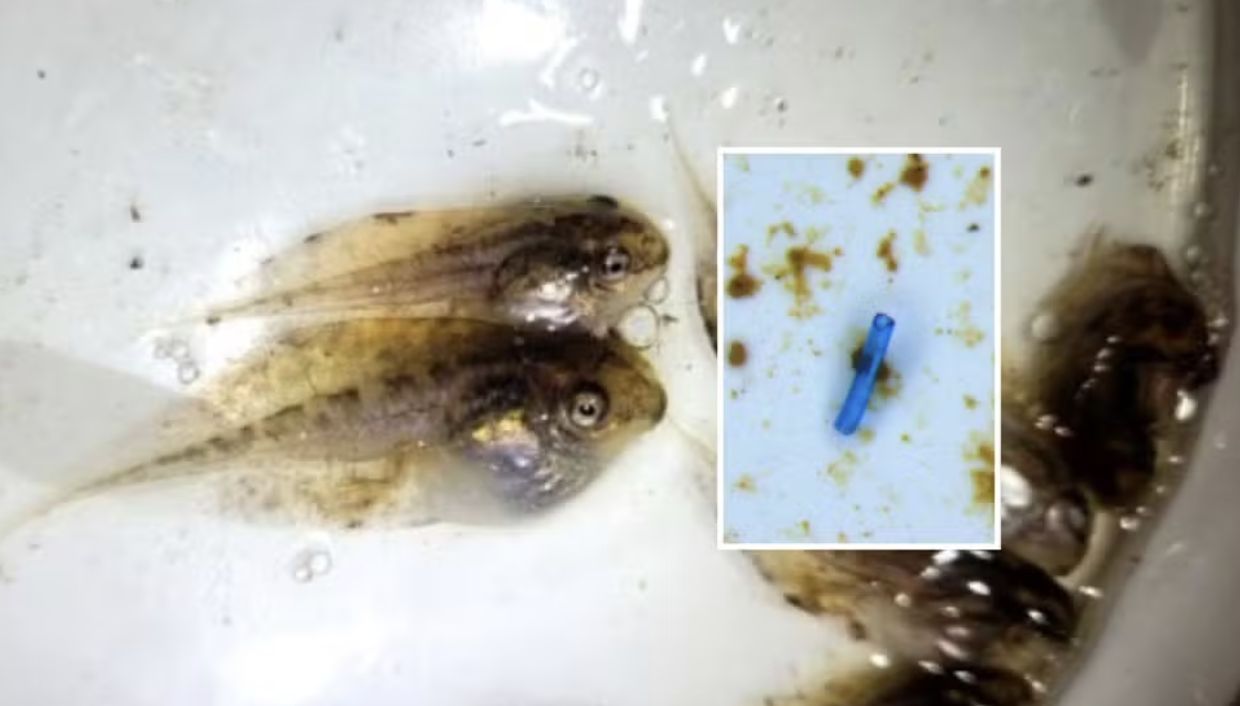 microplasticos-sao-encontrados