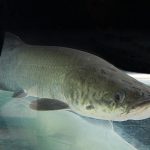 peixe-exotico-da-amazonia-e-um
