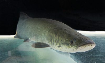 peixe-exotico-da-amazonia-e-um