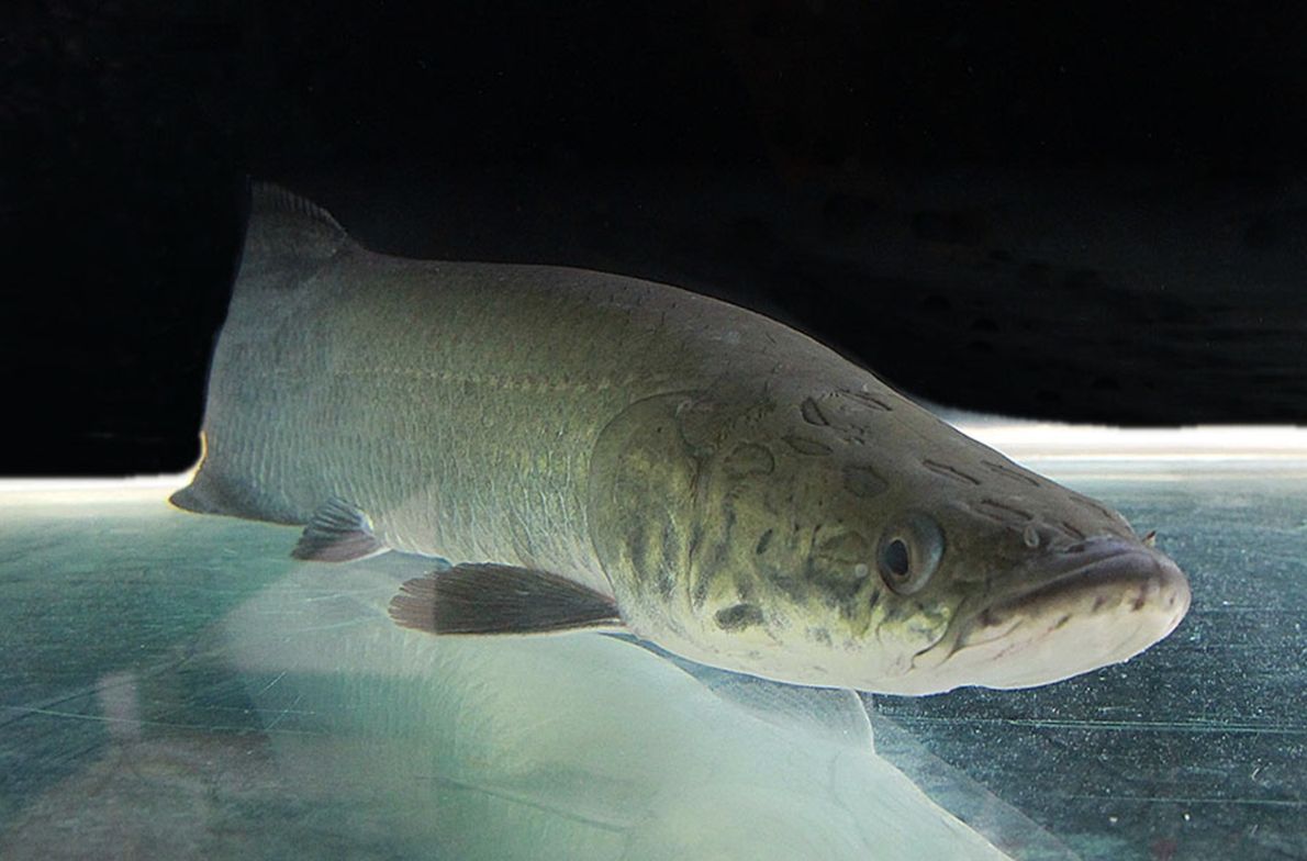 peixe-exotico-da-amazonia-e-um