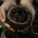 castanha-da-amazonia-produzida
