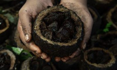 castanha-da-amazonia-produzida