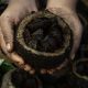 castanha-da-amazonia-produzida