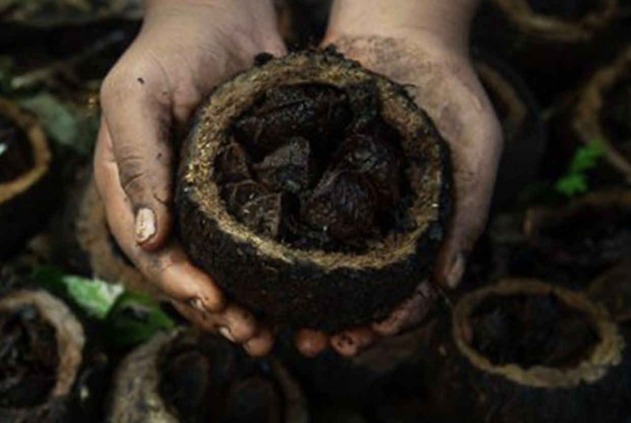 castanha-da-amazonia-produzida