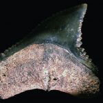 descoberta-revela-fosseis-de-d