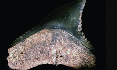 descoberta-revela-fosseis-de-d