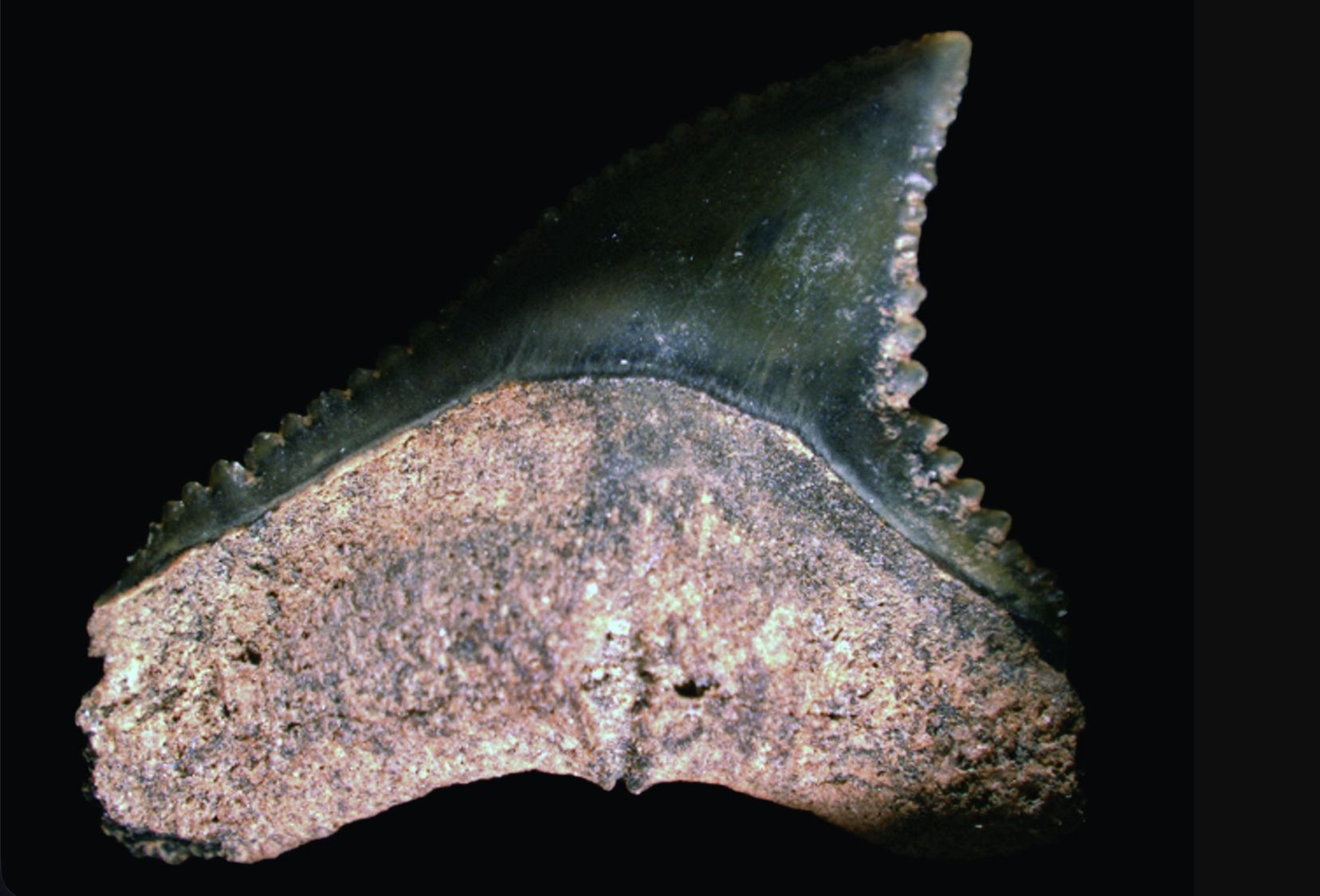 descoberta-revela-fosseis-de-d