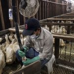 foie-gras-lula-sanciona-lei-e-