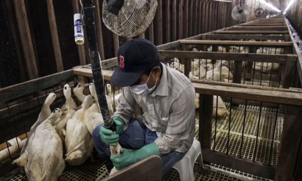 foie-gras-lula-sanciona-lei-e-